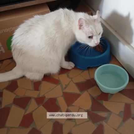 Photo 1/1 Chat retrouvé Perdu à Venissieux