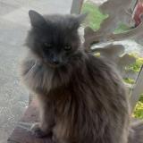 Photo de chat perdu à Red Springs