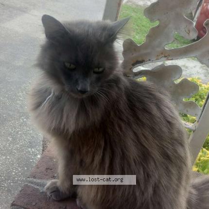 Photo 1/1 Dorian Gray Chat perdu à Red springs