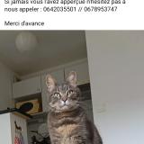 Photo de chat perdu à Tournefeuille