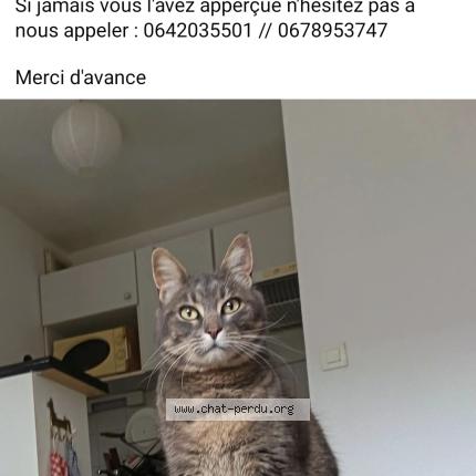 Photo 1/1 Naya Chat perdu à Tournefeuille