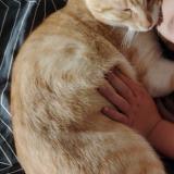 Photo de chat perdu à Garchizy