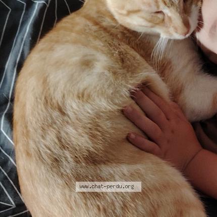 Photo 1/1 Macaron Chat perdu à Garchizy