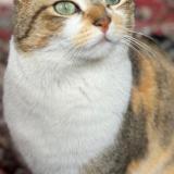 Photo de chat perdu à Toulouse