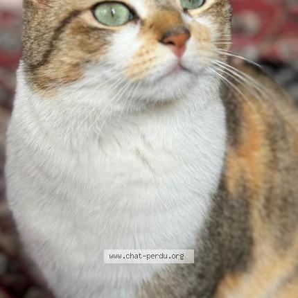 Photo 1/1 Chat retrouvé Perdu à Toulouse