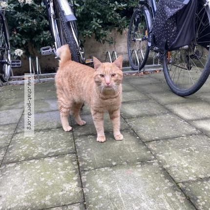 Photo 1/1 Chat trouvé Trouvé à Schaarbeek