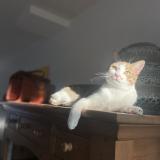 Photo de chat perdu à La Rochelle