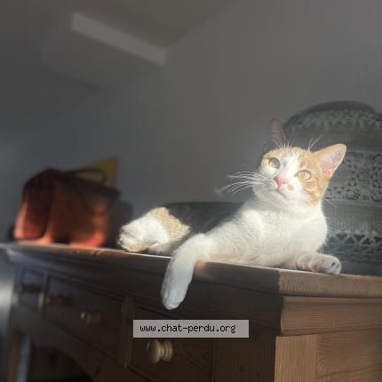 Photo 1/1 alfred Chat perdu à La rochelle