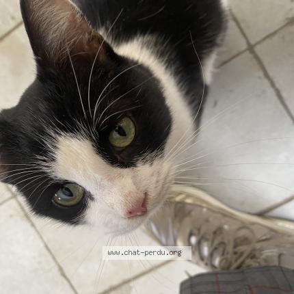 Photo 1/1 Chat trouvé Trouvé à Mayenne