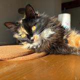 Photo de chat perdu à Miradoux