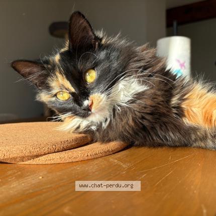 Photo 1/1 MIA Chat perdu à Miradoux
