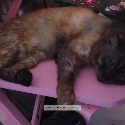 Photo 1/1 Chat retrouvé Perdu à La petite raon