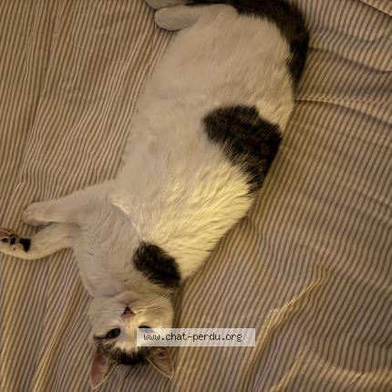 Photo 1/1 Câlin Chat perdu à Metz