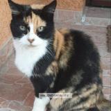 Photo de chat perdu à Grabels