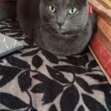 Photo de chat perdu à Villers Allerand Montagne De Re