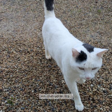 Photo 1/1 Chat retrouvé Trouvé à Landelles et coupigny