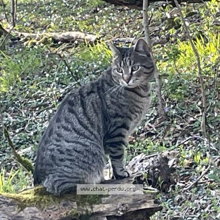 Photo 1/1 Napoléon Chat perdu à Essey les nancy