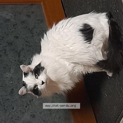 Photo 1/1 Chat retrouvé Perdu à Loubeyrat