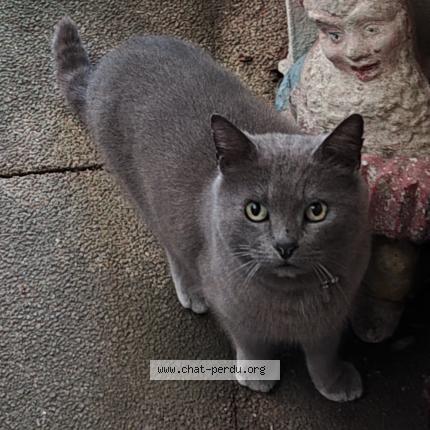 Photo 1/1 Chat retrouvé Trouvé à Lanester