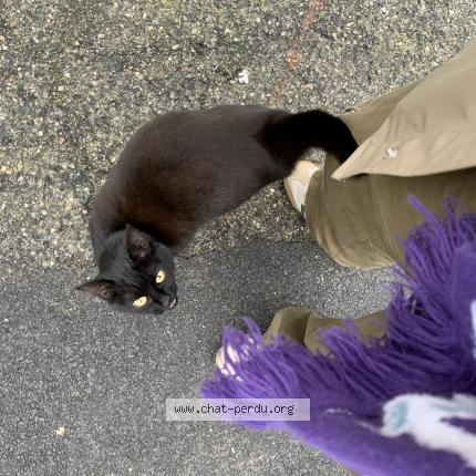 Photo 1/1 Chat retrouvé Perdu à Marseille 7e arrondissement