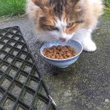 Photo de chat trouvé à Saint Felix Lauragais