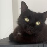 Photo de chat perdu à Albias