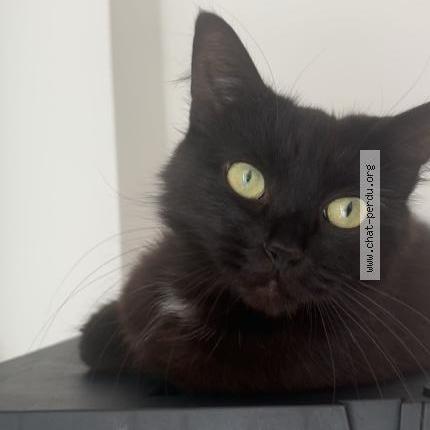 Photo 1/1 Ruby Chat perdu à Albias