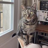 Photo de chat perdu à Paris