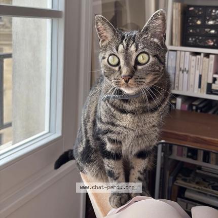 Photo 1/1 Cleef Chat perdu à Paris