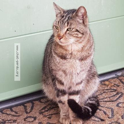 Photo 1/1 Chat trouvé Trouvé à Combree