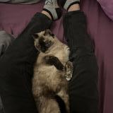 Photo de chat perdu à Aimargues