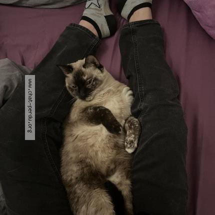 Photo 1/1 Tina Chat perdu à Aimargues