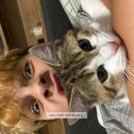 Photo 1/1 Zeus Chat perdu à Thury harcourt