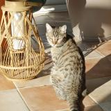 Photo de chat perdu à Orlienas