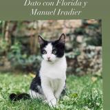 Photo de chat perdu à Vitoria Gasteiz Op