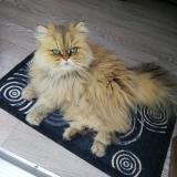 Photo de chat perdu à Saint Jean Pla De Corts