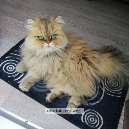 Photo 1/1 Melody Chat perdu à Saint jean pla de corts