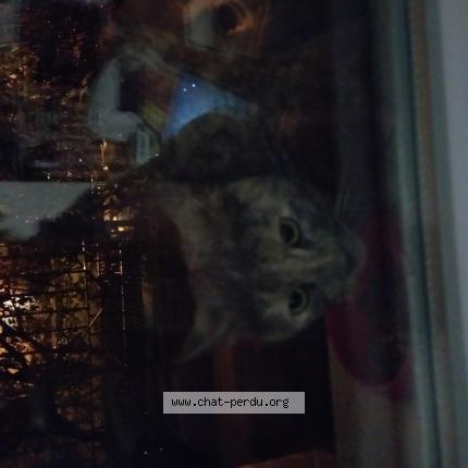 Photo 1/1 Chat trouvé Trouvé à Conflans sainte honorine