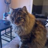 Photo de chat perdu à Le Mans