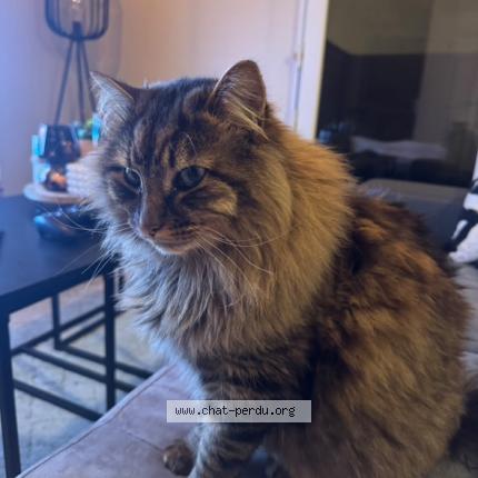 Photo 1/1 Sushi Chat perdu à Le mans