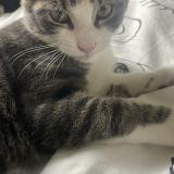 Photo de chat perdu à Le Passage