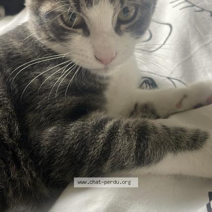 Photo 1/1 Waze Chat perdu à Le passage