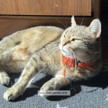 Photo 1/1 Chita Czita Chat perdu à Roubaix