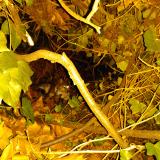 Photo de chat trouvé à Villeurbanne