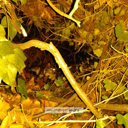 Photo 1/1 Chat trouvé Trouvé à Villeurbanne