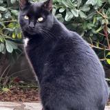 Photo de chat perdu à La Garde