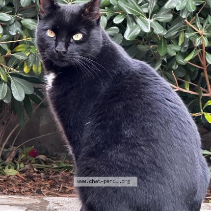 Photo 1/1 Houmous Chat perdu à La garde