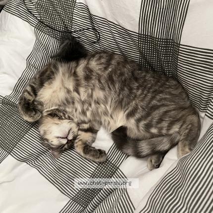 Photo 1/1 Clochette Chat perdu à Pont eveque