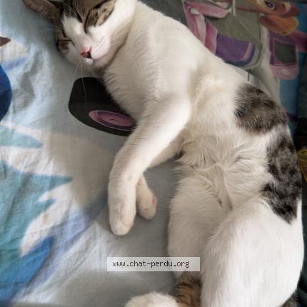 Photo 1/1 Nini Chat perdu à Montpellier