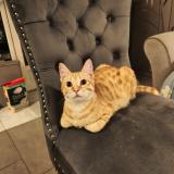 Photo de chat trouvé à Sevran